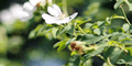 Lily Blog